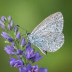 Holly Blue by Lesley Taylor