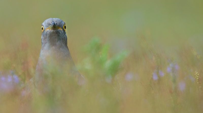 Spotted by the Cuckoo by Mark Pirie