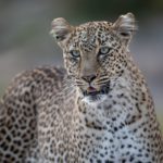 Female Leopard Maasai Mara by Lesley Taylor
