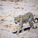 Leopard on the Hunt by Pat Svanberg