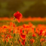Poppy Field by Linda Kent