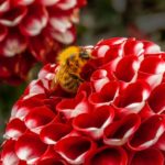 Red Dahlia with bumble bee by Vivien Smith