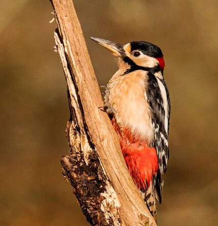 Great Spotted Woodpecker by Linda Kent
