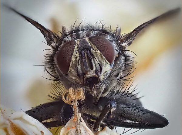 Horsefly on Geranium by Daan Olivier