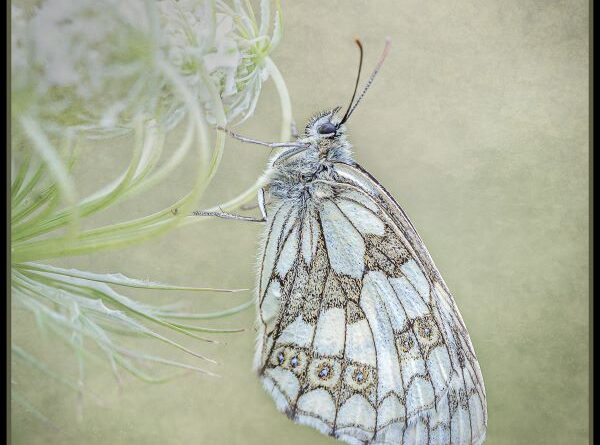 Marbled White in Profile by Kathryn Graham