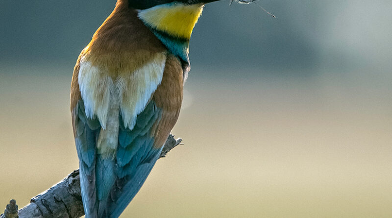 Bee Eater with Butterfly by Sally Seager