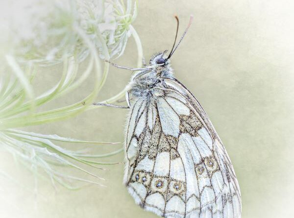Marbled White by Kathryn Graham