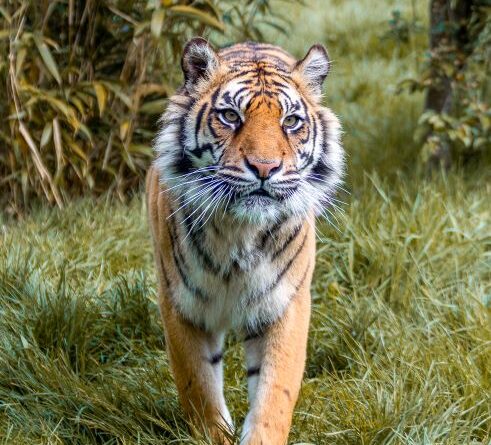 Sumatran Tiger by Naomi Ward