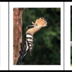 Hoopoes with Food by Sally Seager