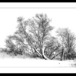 Trees in Snow by Vivien Smith