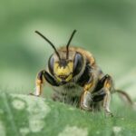 Wool Carder Bee by Lesley Taylor