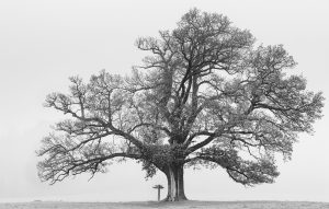 The Grand Oak - Paul Whitbread