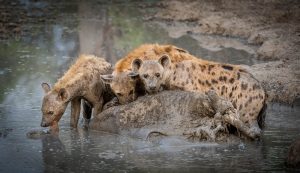 Hyenas on Kill - Lesley Taylor