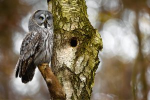 Grey owl sitting in the tree