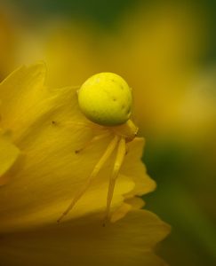 Yellow Flower-Crab Spider