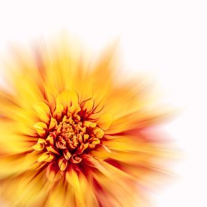 Naomi Ward - Dahlia