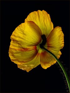 Paul Hendley - Backlit Poppy