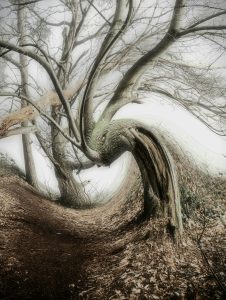 Alan Brown - The trees raged in the fairytale forest