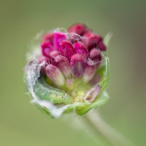 A Bug in a Bud