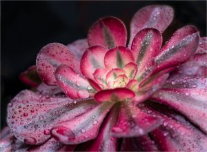 Naomi Ward - Aeonium After a Shower