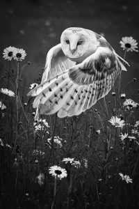 Barn Owl