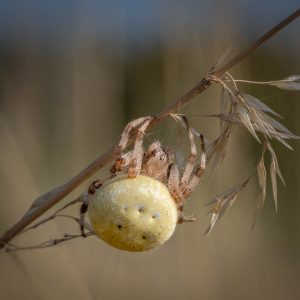 Four-Spotted Orbweb Spider