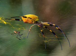 Paul Hendley - Large female Nephila and male hiding below web