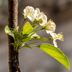 Annie Lane - Spring Blossom