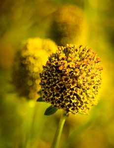 Yellow Flowers