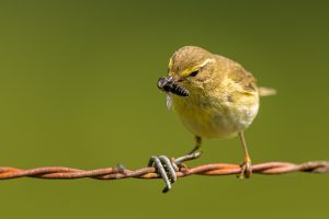 Ian Newell - Willow Warbler with Bee