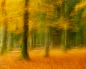 Jacquie Conway - Autumn Colour