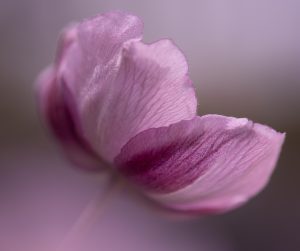 Jacquie Conway - Pretty Pink