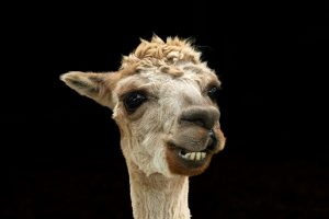 John Fletcher - The Smile