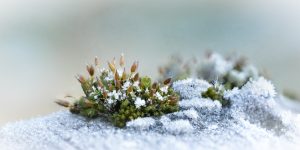 Frost