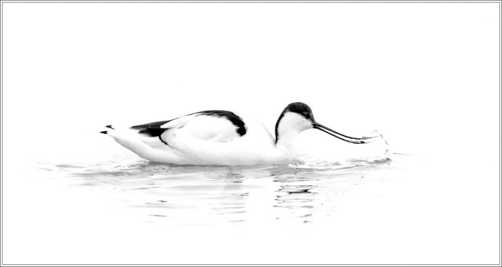 Avocet