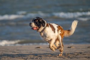 Evening Beach Run