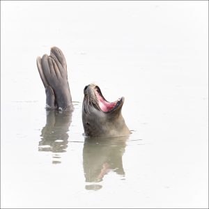 Harbour Seal