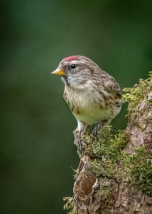 Lesser Redpole
