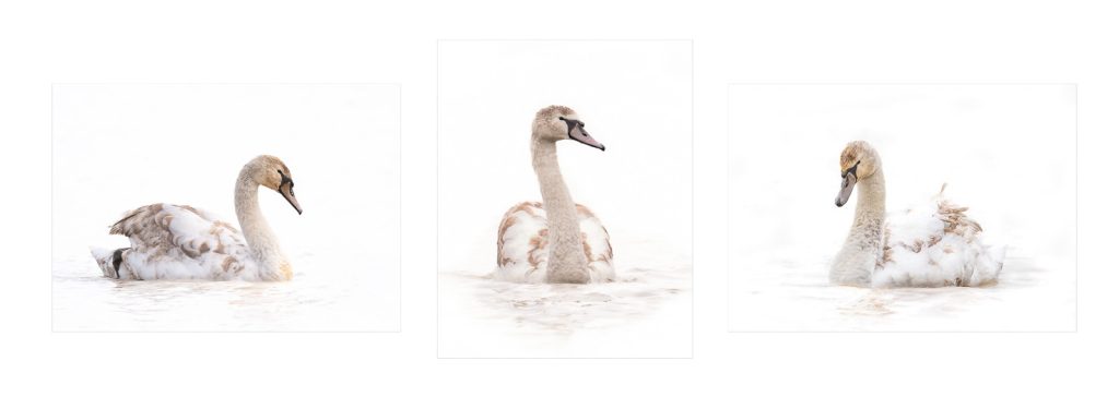Winter Cygnets