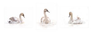Winter Cygnets