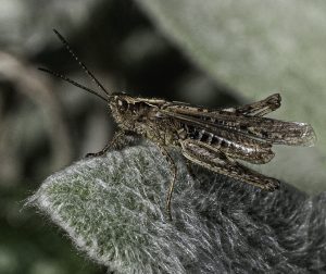 Sally Seager - Cricket on a Leaf
