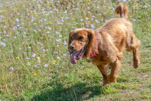 A very energetic spaniel by Lesley