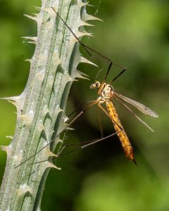 Cranefly by Linda