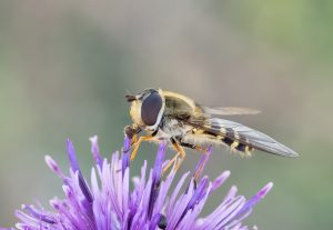 Hoverfly by Lesley 