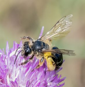 Large scabious mining bee by Lesley
