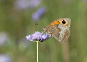 Meadow brown butterfly by Sally