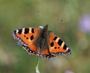 Small tortoiseshell butterfly, by Sally