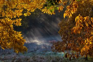 Morning by Naomi Ward