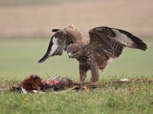Buzzard with Meal - Vivien Smith (FCC)