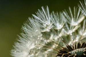 Dandelion - Lars Pettersson (Photo-Cirkel)